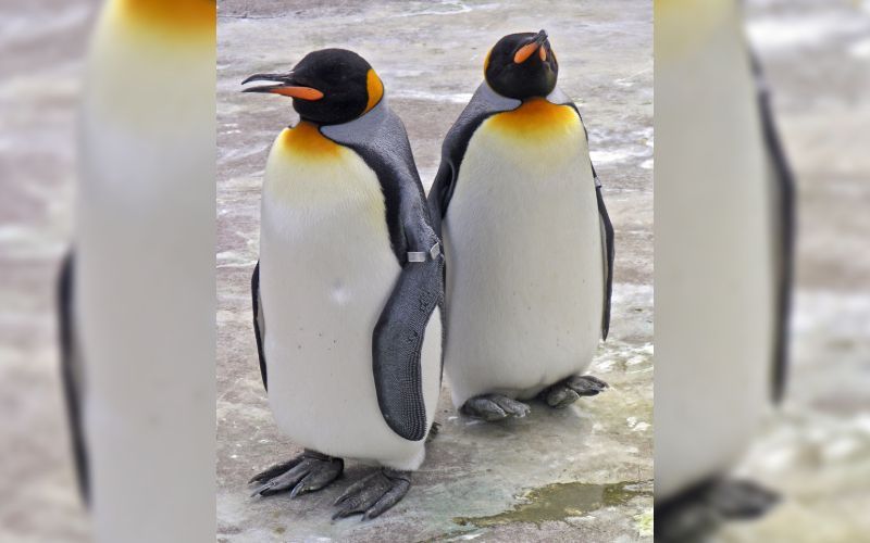 Are penguins the queerest animals?